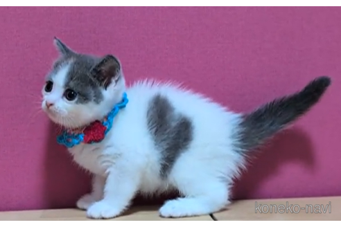 成約済の東京都のブリティッシュショートヘア-105730の4枚目